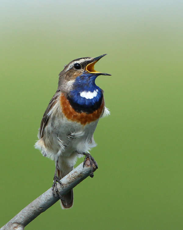 Bluethroat Bird