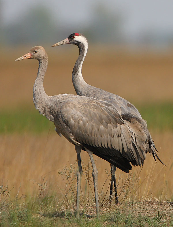Juvenile and adult cranes during autumn migration, photo: János Oláh Juvenile and adult cranes during autumn migration, photo: János Oláh