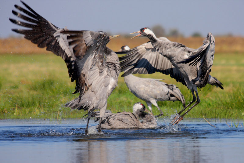 Eagle Crane