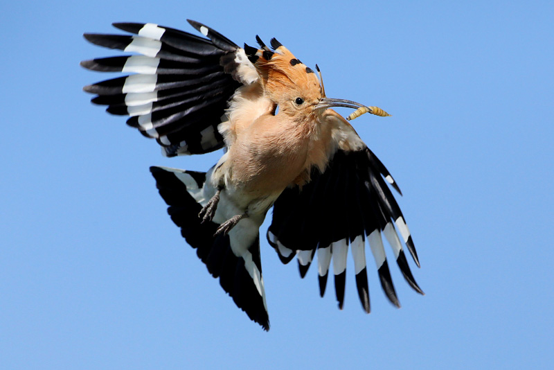 Hoopoe Flying