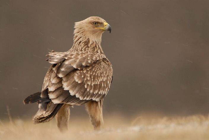 Imperial Eagle habitat