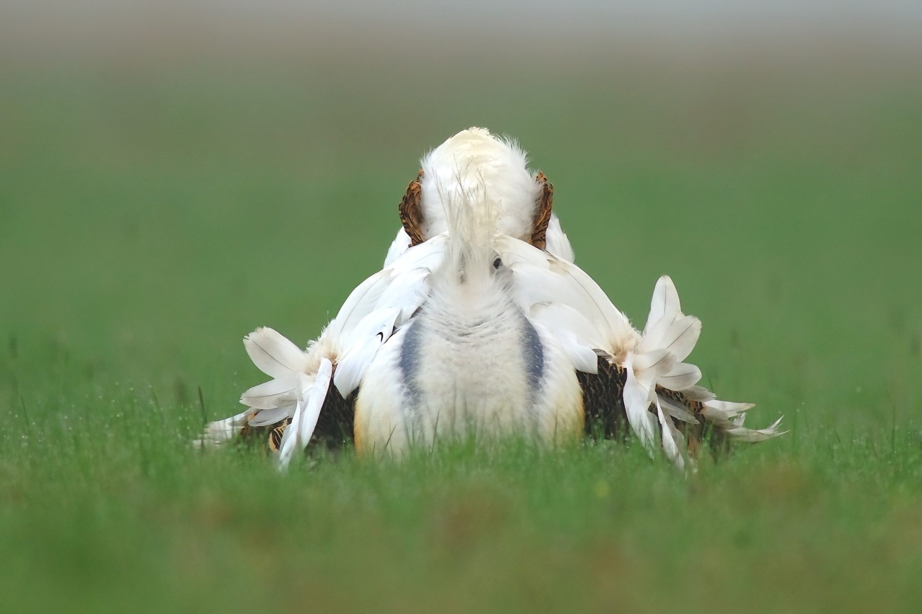 saker bird tours