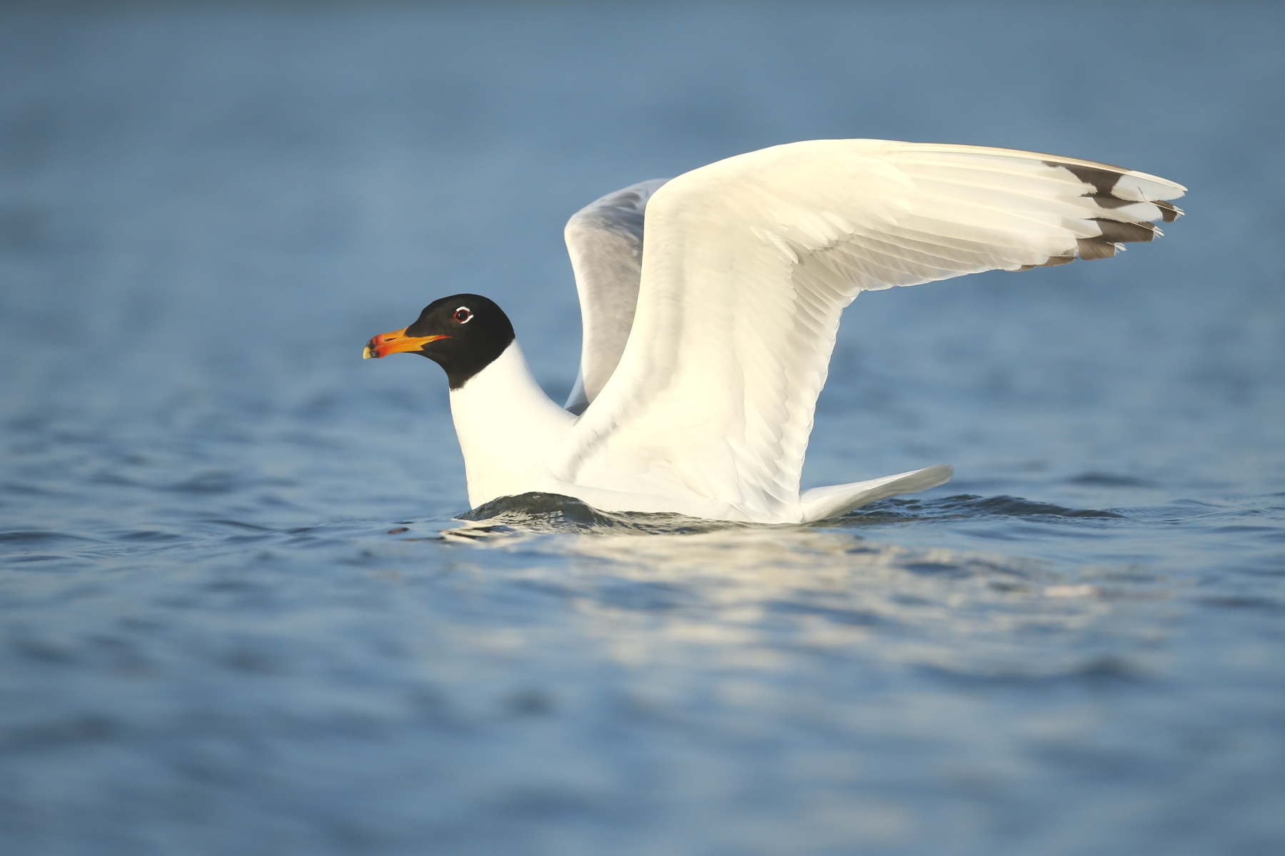 saker bird tours