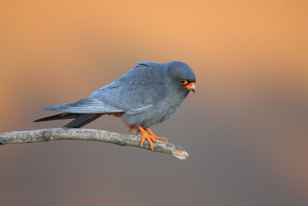 saker bird tours