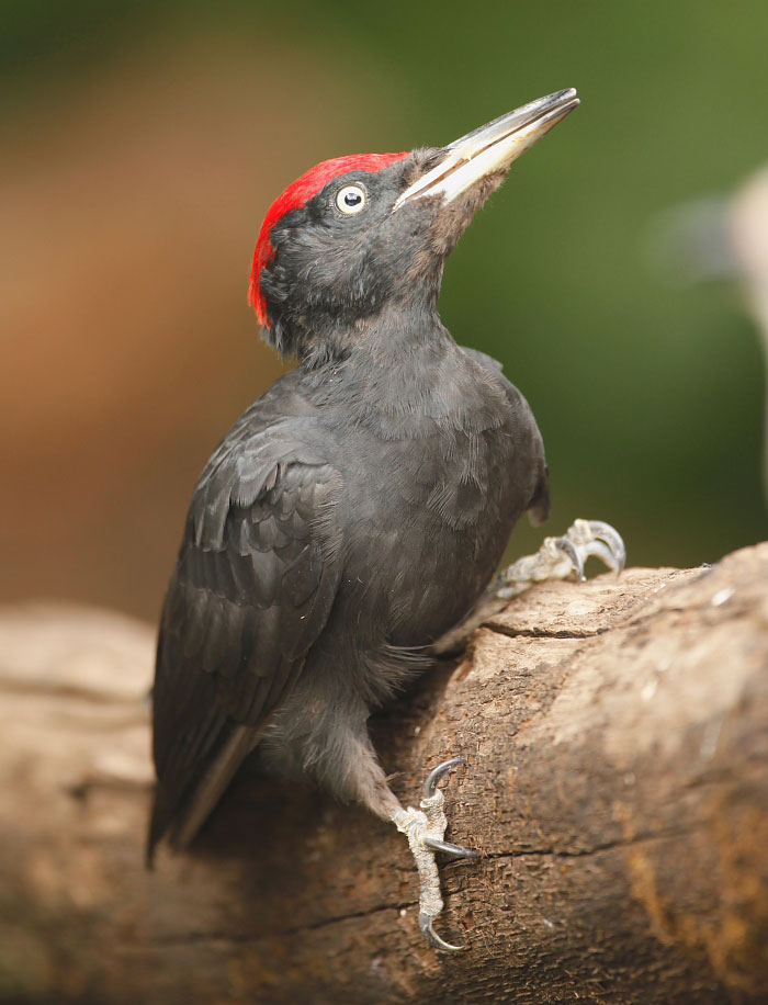 090830-122627_blackwoodpecker.jpg