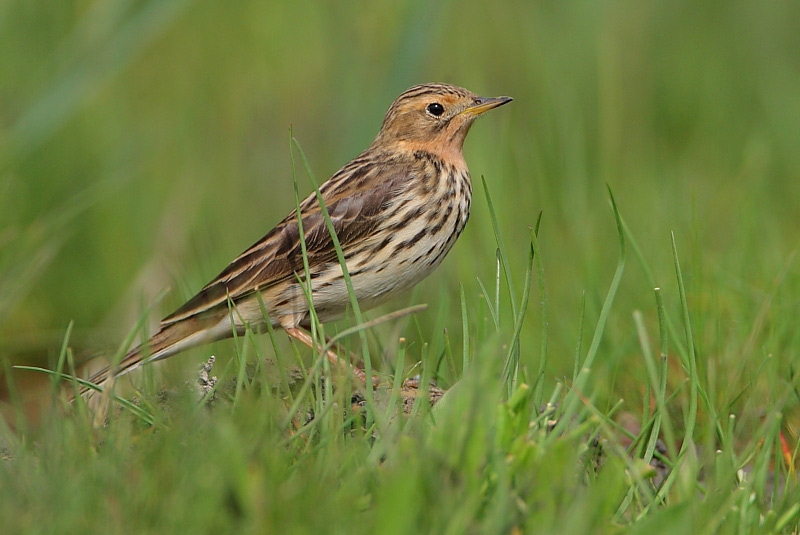 2010.05.18. 01:16:45.| 100518-011645_redthroatedpipit.jpg