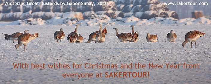 2010.12.23. 06:16:30.| 101223-061630_sakerxmascardwebre.jpg