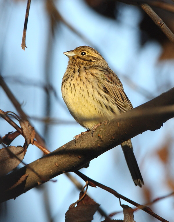 2011.02.12. 06:57:34.| 110212-065734_cirlbunting.jpg