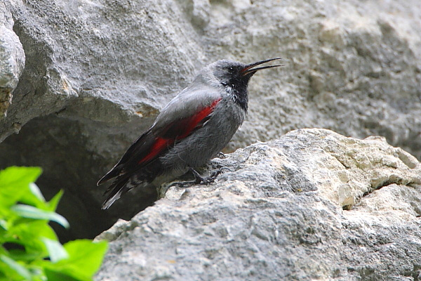 2011.05.15. 01:46:05.| 110515-014605_wallcreeper.jpg