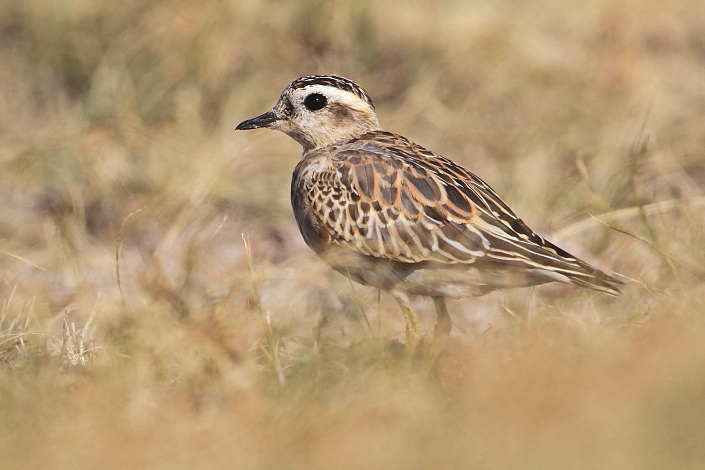 2011.10.03. 05:38:27.| 111003-053827_dotterel.jpg