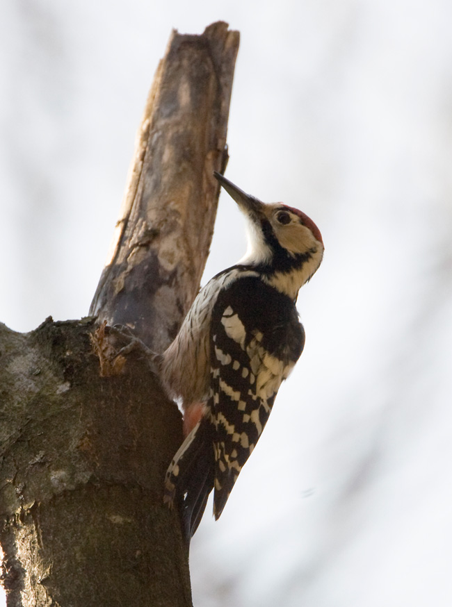 2012.03.10. 08:19:19.| 120310-081919_whitebacked.jpg