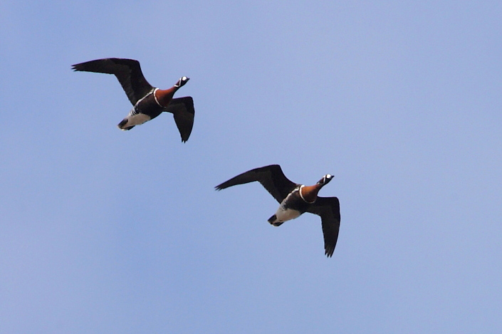 2012.03.22. 15:19:27.| 120322-151927_redbreastedgoose.jpg