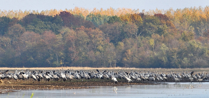 2012.10.31. 00:35:50.| 121031-003550_cranes.jpg