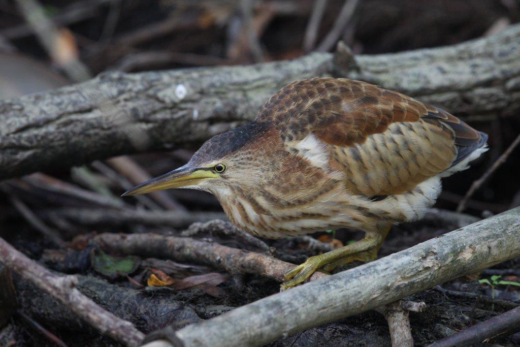 2012.11.16. 08:56:41.| 356littlebittern.jpg