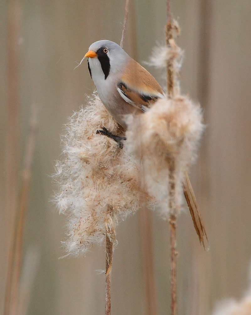 beardedtit.jpg