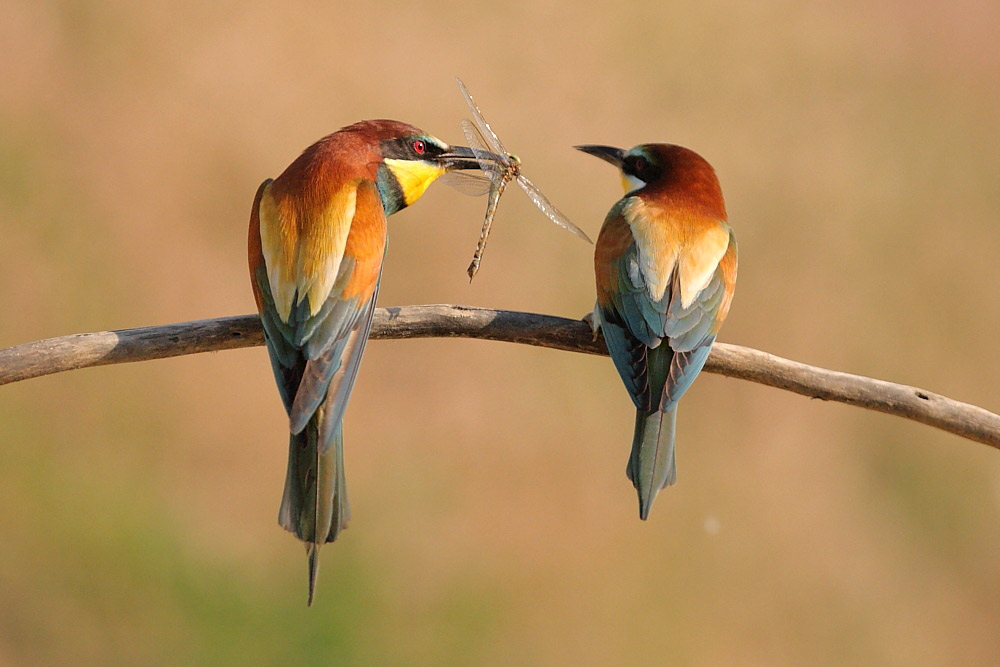 2011.05.26. 06:48:57.| beeeaters.jpg