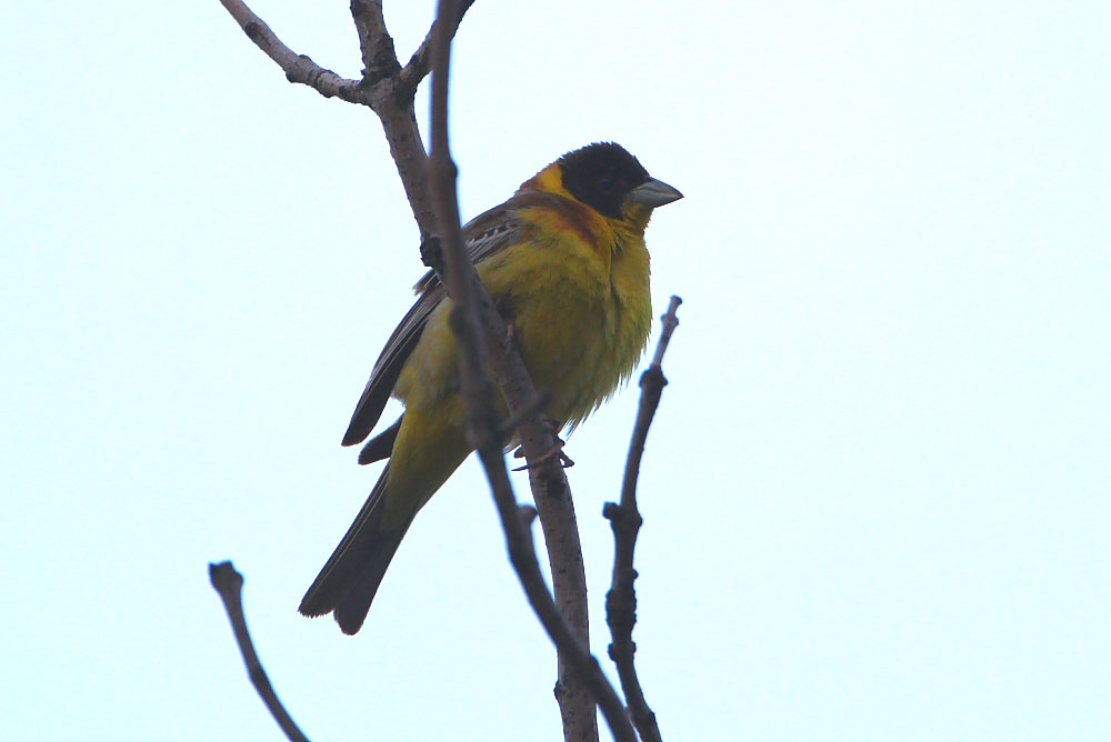 blackheadedbunting.jpg