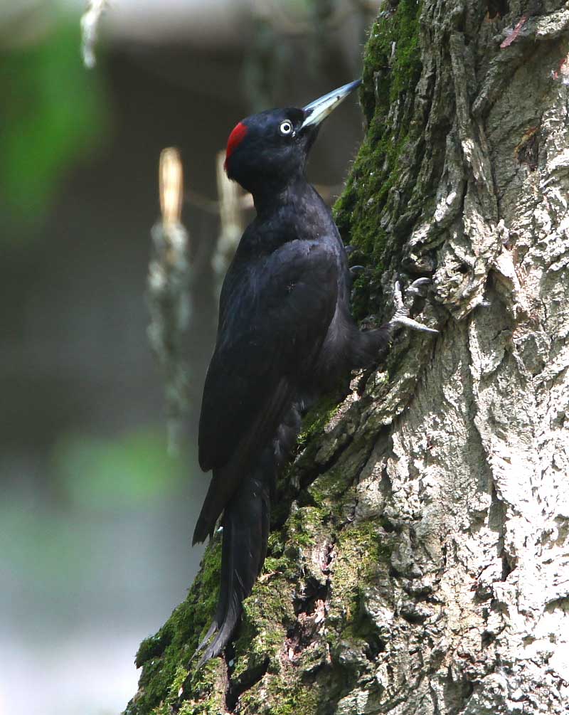 blackwoodpecker.jpg