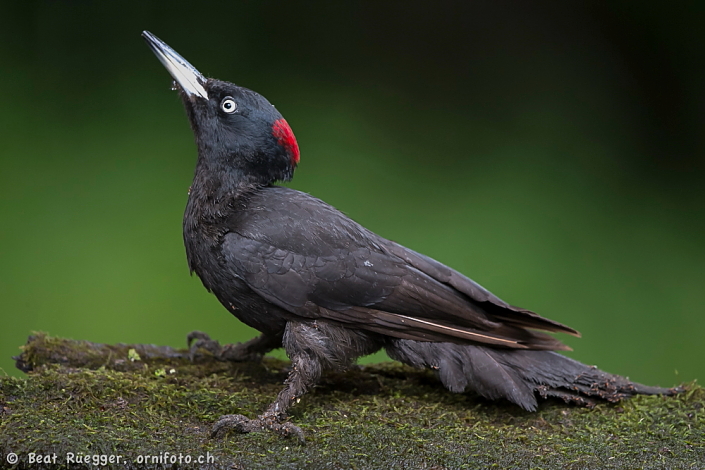 2014.06.04. 12:41:52.| blackwoodpecker705beatregger2014.jpg