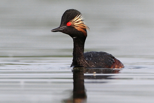 2011.05.16. 02:35:29.| blncgrebe3web.jpg