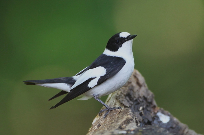 2017.06.30. 10:14:23.| collaredflycatcher705.jpg