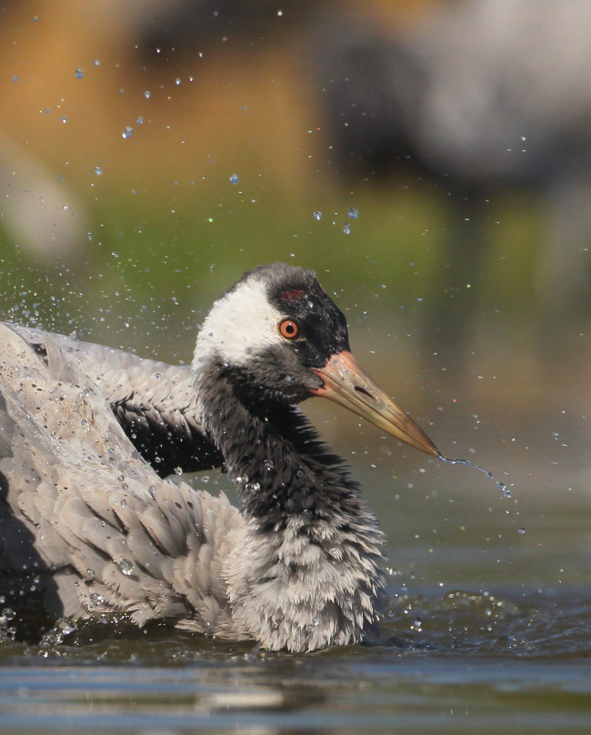 2014.09.09. 09:10:47.| cranebathing2jo.jpg