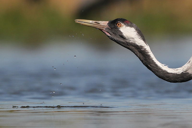 2014.09.09. 09:11:01.| cranebathing3jo.jpg