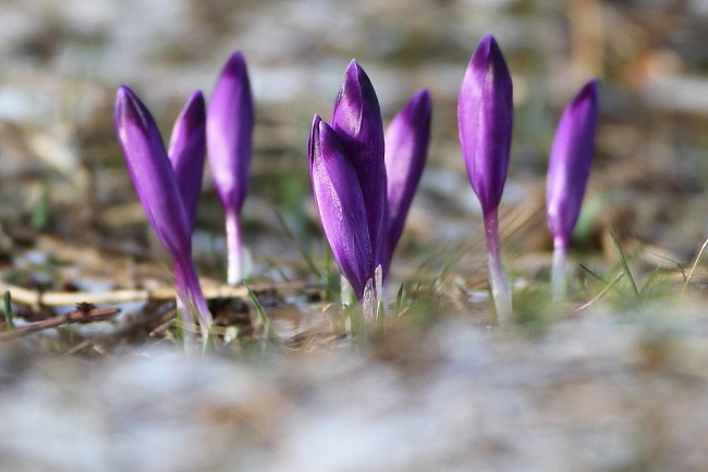 2012.04.01. 15:35:50.| crocus2.jpg