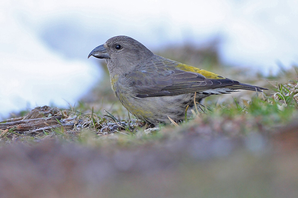 2010.05.15. 02:14:05.| crossbill.jpg