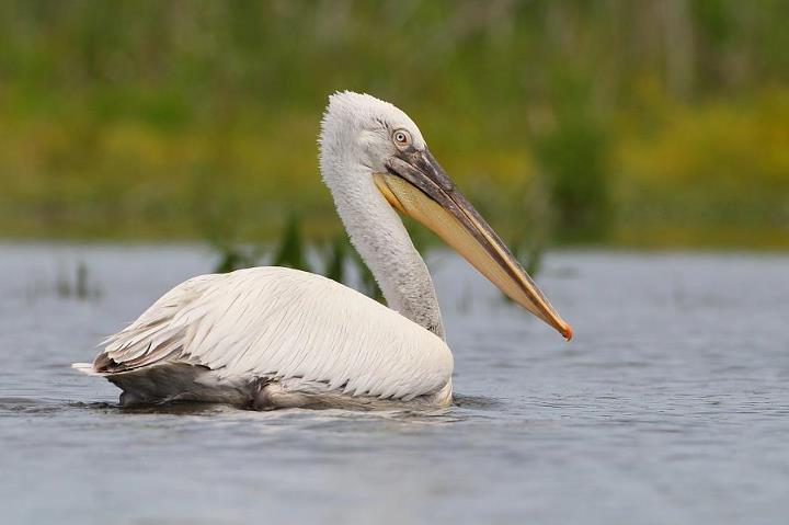 2012.08.01. 05:57:31.| dalmatianpelican.jpg