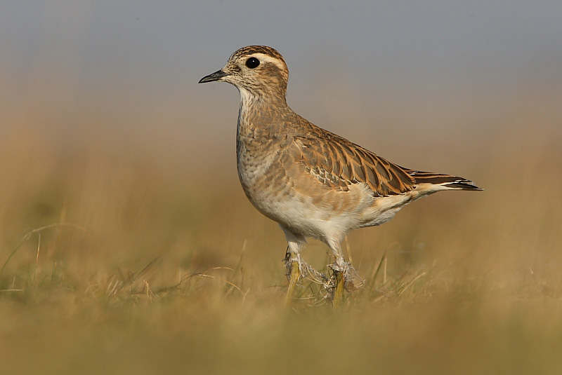 dotterel.jpg