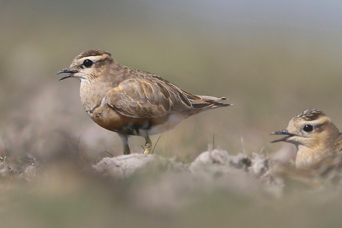 2015.09.19. 12:42:07.| dotterel3jo705.jpg