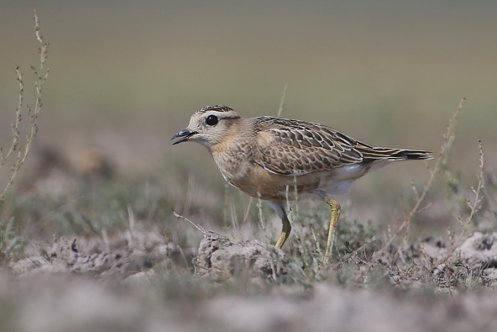 2015.09.19. 10:22:57.| dotterel4jo705.jpg