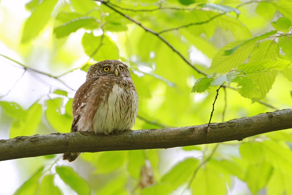 2014.05.04. 00:59:46.| eurasianpygmyowl.jpg