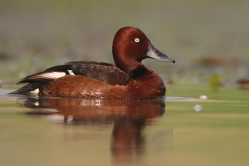 2010.05.15. 13:42:46.| ferruginousduck.jpg