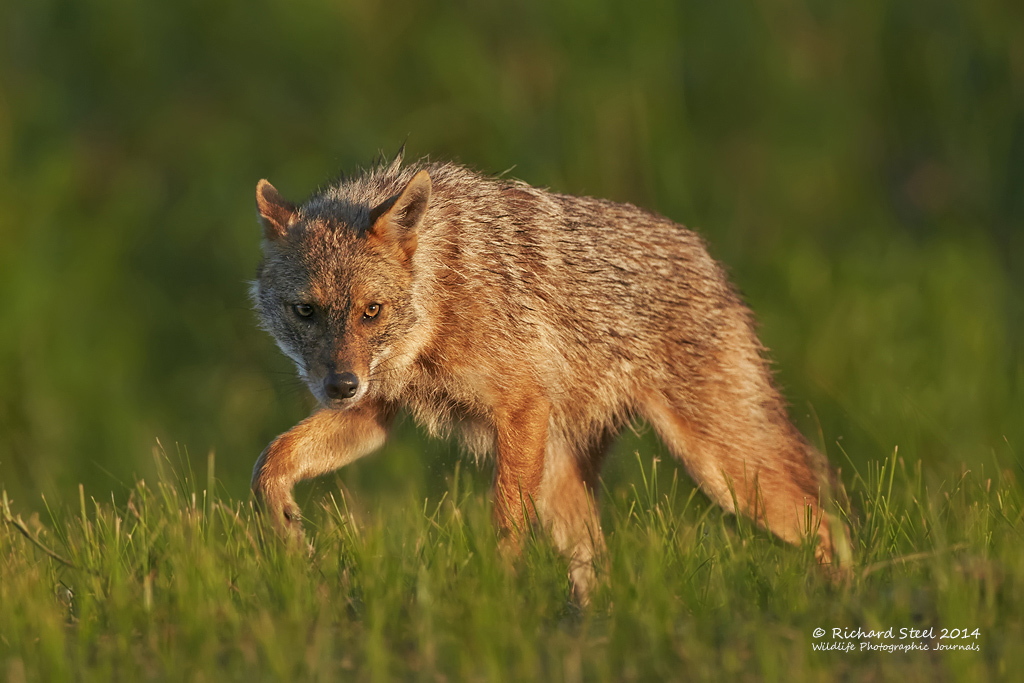 2014.08.20. 11:40:23.| goldenjackal.jpg