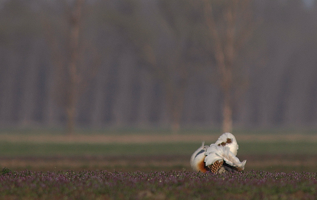 2012.03.10. 10:27:29.| greatbustard.jpg