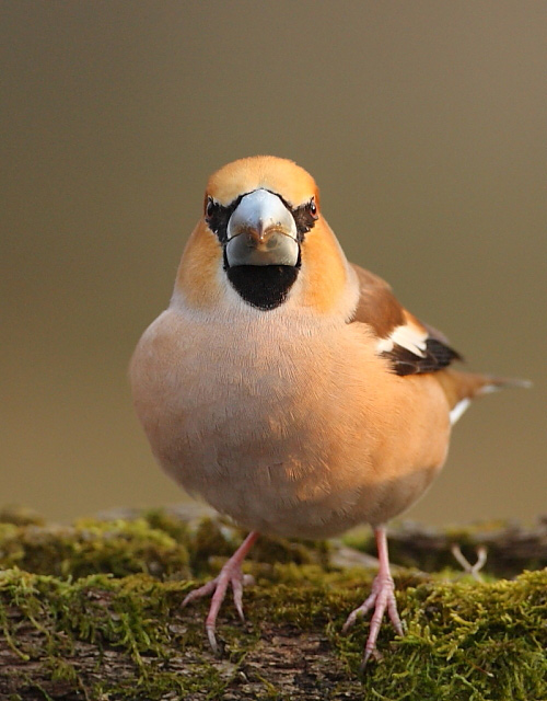 2012.03.28. 15:11:21.| hawfinch15a.jpg