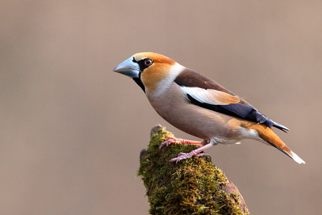 2012.03.28. 15:10:36.| hawfinch1b.jpg