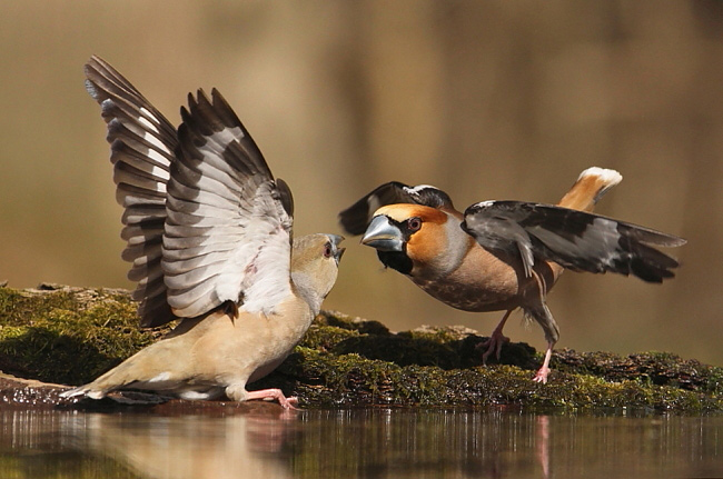 2012.03.28. 15:10:48.| hawfinch3b.jpg