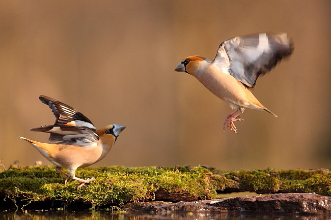 2012.03.28. 15:10:59.| hawfinch4b.jpg