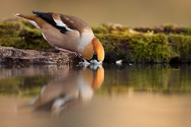 2012.03.28. 15:11:11.| hawfinch5b.jpg