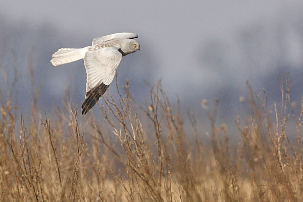 2012.01.28. 05:36:03.| henharrier2.jpg