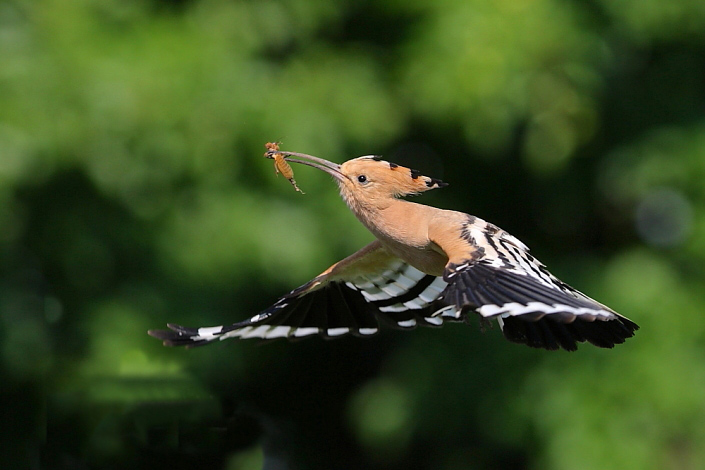 2011.05.24. 14:35:06.| hoopoe1sakerweb.jpg