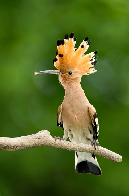 2012.05.31. 00:08:34.| hoopoestevenknell.jpg