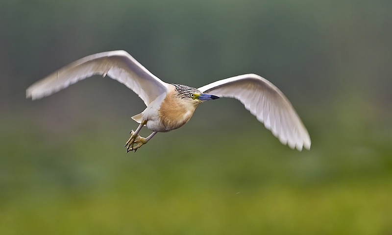 2012.08.23. 06:57:20.| img8303squaccoheron10x15300612.jpg