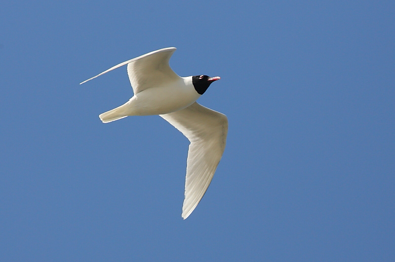 2010.05.16. 14:21:27.| medgull.jpg