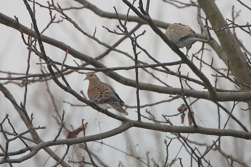 orientalturtledove.jpg