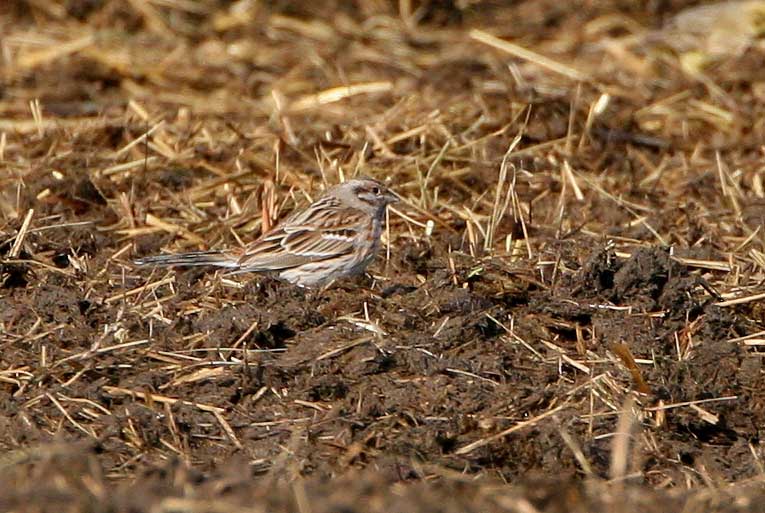 pinebunting2b.jpg