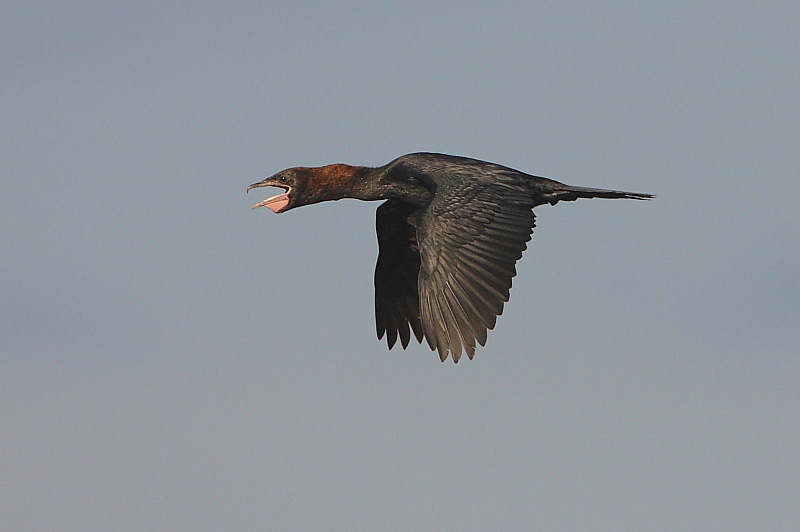 pygmycormorant.jpg